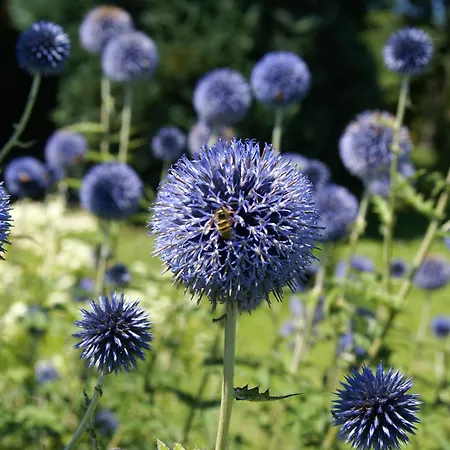 Idyllische Am Rittermannshagener Lejlighed Faulenrost