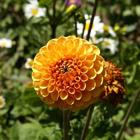 Lejlighed Idyllische Am Rittermannshagener Faulenrost