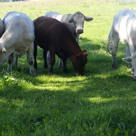 Idyllische Am Rittermannshagener Lejlighed *