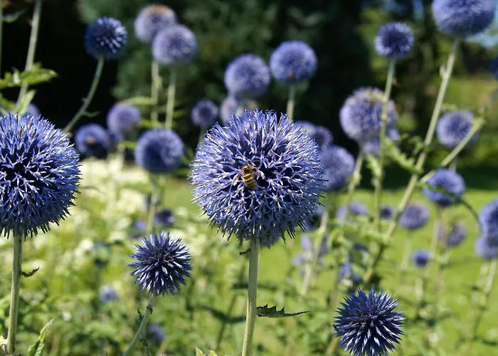 Idyllische Am Rittermannshagener Appartement Faulenrost