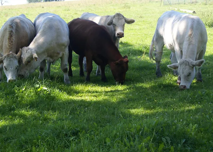 Idyllische Am Rittermannshagener Appartement *